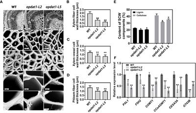 Jasmonic acid regulates lignin deposition in poplar through JAZ5-MYB/NAC interaction